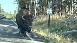 Close encounter with a Yellowstone Bison [upl. by Anevad298]