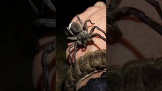 BIG Spider Does Something Unexpected shorts nature animals [upl. by Alesig507]