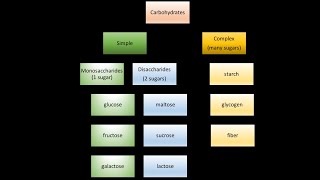 carbohydrates definitions classifications [upl. by Redep]