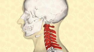 VÉRTEBRAS CERVICALES  BIODESCODIFICACIÓN [upl. by Amoritta]