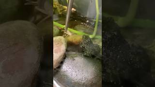 Tongfeeding my fire bellied toads [upl. by Anayit822]