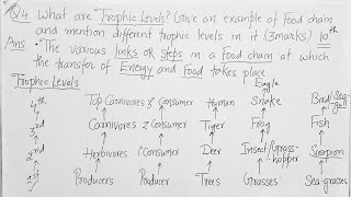 Q4 What Are Trophic Levels Give Example Of Food Chain Mention different trophic levels in it10th [upl. by Hilaria809]