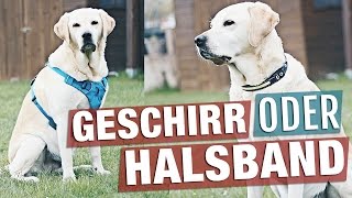 Geschirr oder Halsband  was ist besser Passt meinem Hund das Hundegeschirr Hund TIPPS [upl. by Aniryt80]