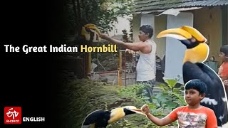 The Great Indian Hornbill  Rare Bird in India  Hornbills Bird in Karnataka  Family Pet Hornbills [upl. by Viridi]