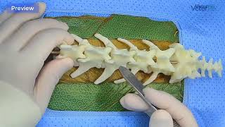 Canine Hemilaminectomy Cadaver Surgery [upl. by Lowson181]