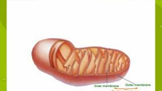 Mitochondria The Site Of Respiration [upl. by Eeleak]