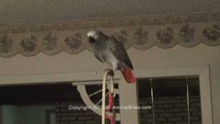 Scattin Bird  Bibi the African Grey Parrot [upl. by Sllew]