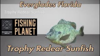 Fishing Planet Trophy Redear Sunfish Everglades Florida [upl. by Anilemrac]