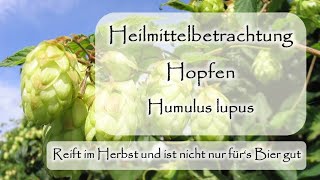 Hopfen als Heilmittel  Humulus lupus  Hanfgewächs  Cannabisverwandt  Dr med PreuMaiwald [upl. by Nnairahs982]