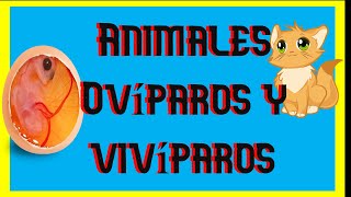 👉 3º Elemental 💥 Así NACEN los ANIMALES  vivíparos ✔ ovíparos [upl. by Durno]