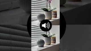 HomePod Mini vs Echo Dot 4th gen speaker test 🔊 shorts [upl. by Nessa]