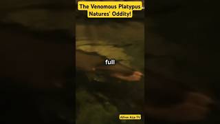 The Venomous Platypus Natures Oddity [upl. by Citron47]