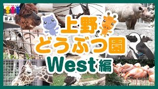 上野動物園の動画🐾西園編🦒キリン🐧ペンギン🐪アルパカ🦓シマウマなど🐥Ueno Zoo [upl. by Llahsram]