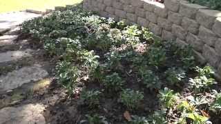 Easy Landscaping Tips for Erosion Control [upl. by Novets]