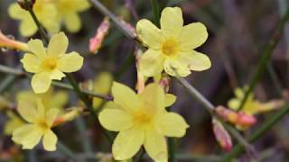 Winter Jasmine Plant Profile [upl. by Ahsenroc]