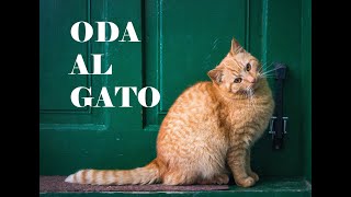 PABLO NERUDA ODA al Gato neruda poetasdelmundo [upl. by Ddene924]