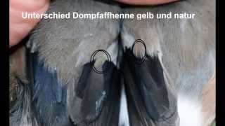 Unterschied gelbe Dompfaffhenne zur naturfarbenen [upl. by Ellenod]