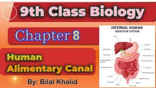 Human Alimentary Canal  Chapter 08  9th class Biology [upl. by Irrot]