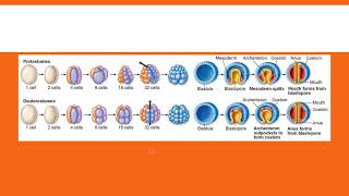 Protostomes vs Deuterostomes [upl. by Mcclenon388]