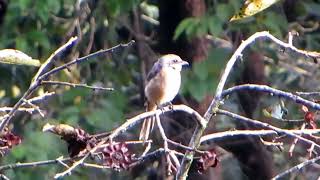 Greybacked Shrike，（Lanius tephronotus），灰背伯劳。 [upl. by Dawna]