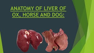 Anatomy of Liver of Ox Horse and Dog  Comparative Anatomy of Bovine Equine and Canine Liver [upl. by Yecies612]