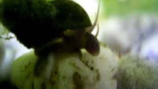 Bithynia tentaculata 1 juli 2010 2wmv [upl. by Jaymee]