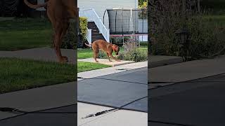 Persistent Vizsla thinks he can catch bugs 🐝 [upl. by Imogene]