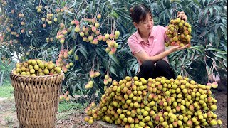 Single Mother Harvest lychees sell them at the market to earn money in preparation for giving birth [upl. by Ettedanreb]