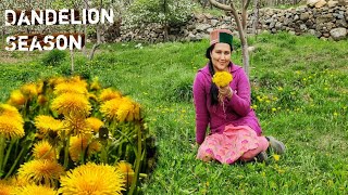 Dandelion Season Apple Blossom In Kinnaur HP Health Benefits Of Dandelion [upl. by Neztnaj]