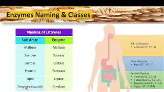 Enzyme Chemistry  Lecture 1 [upl. by Marcel774]