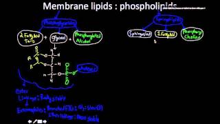 Membrane lipids Phosphoglycerides and sphingomyelin [upl. by Ricardama]