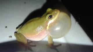 When a frog croaks literally Rubys Zoo [upl. by Felton]