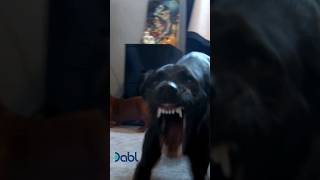 Cesar Millan Teaches This Very Territorial Dog How To Relax [upl. by Edya]