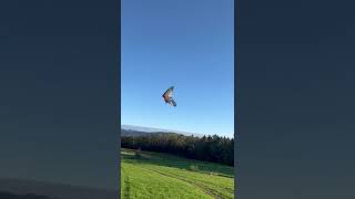 Atterrissage en deltaplane du Kemberg deltaplane vosges [upl. by Mitch23]