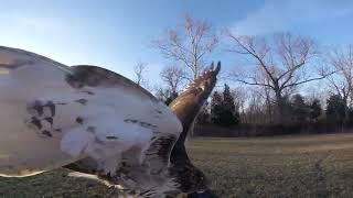 Red Tail Hawk Tony Hawk Flying Hunting [upl. by Bolitho]