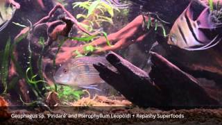 Geophagus sp Pindaré and Pterophyllum Leopoldi  Repashy Superfoods [upl. by Arreic736]