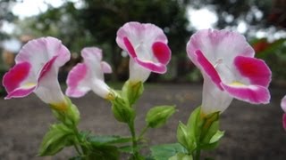 Torenia fournieri  Wishbone flower [upl. by Berriman]