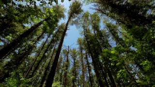 The Wind in the Trees  10 Hours of Natural White Noise [upl. by Dodwell]