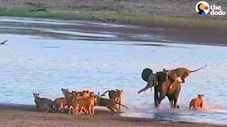 Young Elephant Fights Off 14 Lions [upl. by Abbottson]