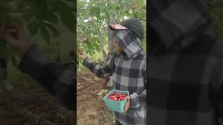 Cherry picking at Wolfville…awesome view [upl. by Noble]