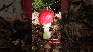 Lamanite Tuemouche ❌️ nature naturelovers beautiful mushroom champignons forest [upl. by Puritan127]