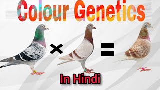 Colour Genetics In Racing Pigeons  Breeding Chart of Racing Pigeon  Kalapati [upl. by Nolyk749]