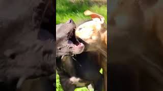 APBT puppies pitbull APBT gamedogs bfkc adba APDR pitbull [upl. by Eilram403]