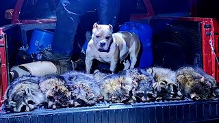 BULLYBOYZHUNTING FEMALE AMERICAN BULLY GETS 7 COON LASTNIGHT [upl. by Eliott58]