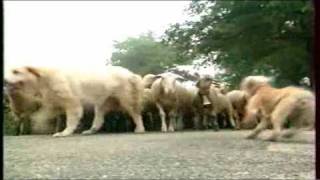 Pierre Trolliet berger avec ses bergers des Pyrénées [upl. by Itsa47]