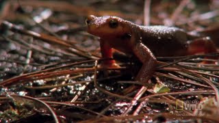 Diversity of Animal Life Origin of Tetrapods and Modern Amphibians [upl. by Shelagh]