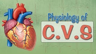 Easy Physiology  CVS  Cardiac Action Potential [upl. by Ellatsyrc]