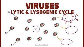 Lytic and Lysogenic Cycles of Virus Replication [upl. by Teagan]