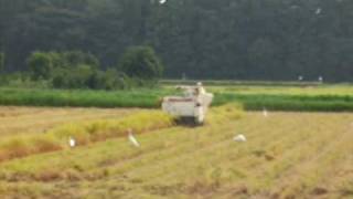 kei truck with load of rice [upl. by Krefetz]