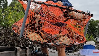 CRAB POTS full of BIG MUD CRABS   PRAWNS for lunch [upl. by Harutek]